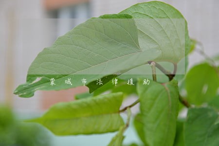 蒙城市法律援助 蒙城市法律援助