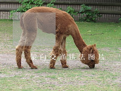 蒙自交通违法图片