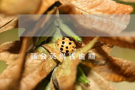 蒲公英借钱逾期 蒲公英借钱逾期