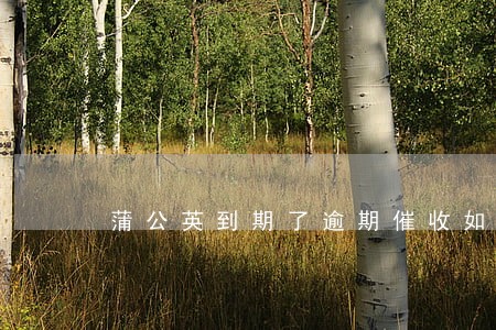 蒲公英到期了逾期催收如何 蒲公英到期了逾期催收如何