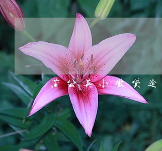蒲公英小微贷逾期不还 蒲公英小微贷逾期不还