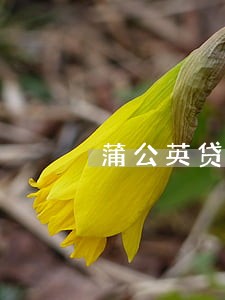 蒲公英贷款逾期一天会怎样 蒲公英贷款逾期一天会怎样