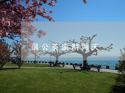 蒲公英逾期两天 蒲公英逾期两天