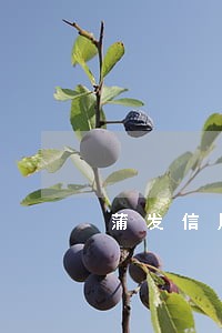 蒲发信用卡逾期一个月 蒲发信用卡逾期一个月