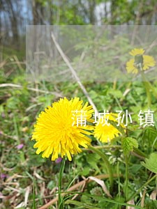 蒲城孙镇信用社逾期贷款公布 蒲城孙镇信用社逾期贷款公布