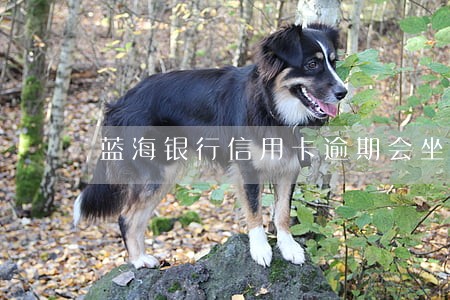 蓝海银行信用卡逾期会坐牢吗 蓝海银行信用卡逾期会坐牢吗