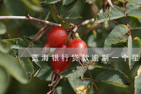 蓝海银行贷款逾期一个星期 蓝海银行贷款逾期一个星期