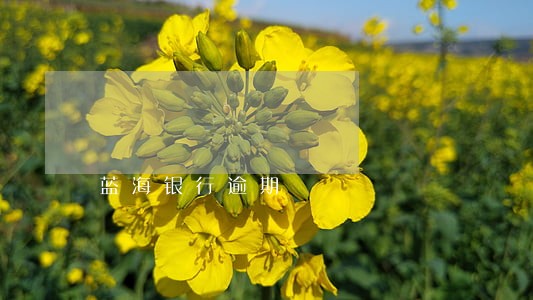蓝海银行逾期