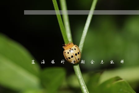 蓝海银行逾期会怎么样 蓝海银行逾期会怎么样