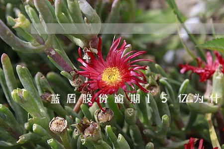 蓝盾股份逾期15亿为什么没事 蓝盾股份逾期15亿为什么没事