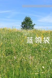 蓝领袋只还本金 蓝领袋只还本金