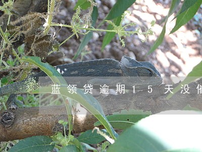 蓝领贷逾期15天没催收 蓝领贷逾期15天没催收