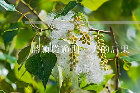 蓝领贷逾期一天的后果