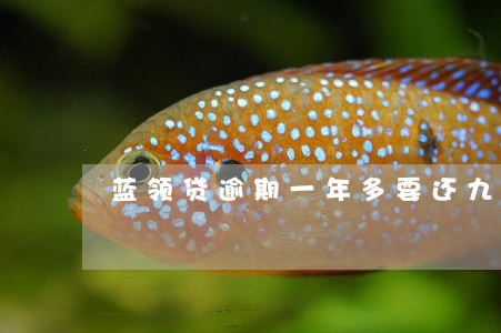 蓝领贷逾期一年多要还九千多
