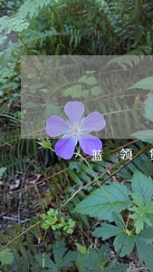 蓝领贷逾期一年还款不了