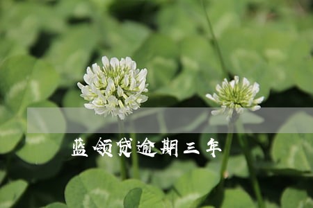 蓝领贷逾期三年 蓝领贷逾期三年