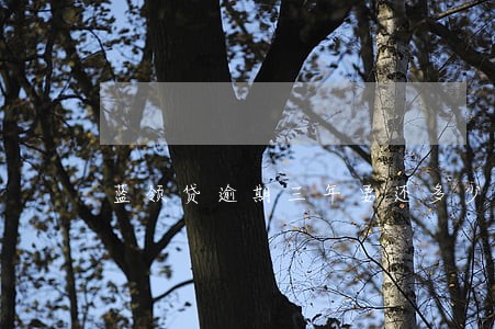 蓝领贷逾期三年要还多少钱 蓝领贷逾期三年要还多少钱