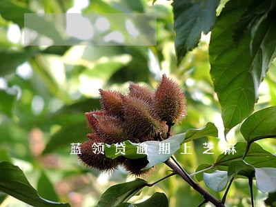 蓝领贷逾期上芝麻