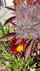 蓝领贷逾期上芝麻信用如何消除 蓝领贷逾期上芝麻信用如何消除