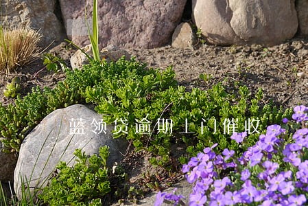 蓝领贷逾期上门催收