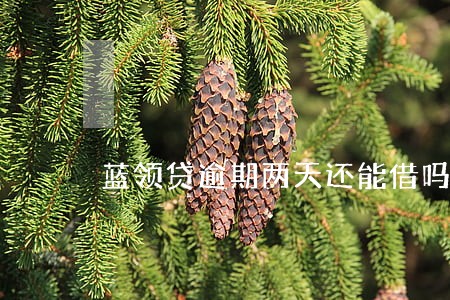 蓝领贷逾期两天还能借吗