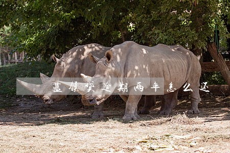 蓝领贷逾期两年怎么还 蓝领贷逾期两年怎么还