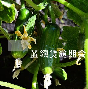 蓝领贷逾期会给联系人打电话吗 蓝领贷逾期会给联系人打电话吗