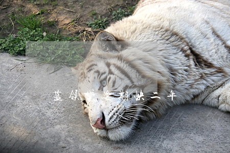 蓝领贷逾期快二年 蓝领贷逾期快二年