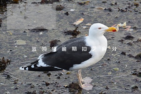 蓝领贷逾期扣芝麻分
