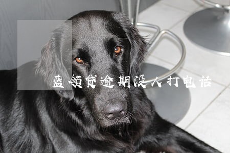 蓝领贷逾期没人打电话 蓝领贷逾期没人打电话