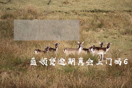 蓝领贷逾期真会上门吗6 蓝领贷逾期真会上门吗6
