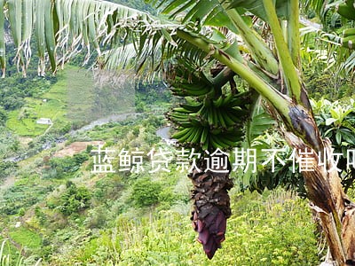 蓝鲸贷款逾期不催收吗 蓝鲸贷款逾期不催收吗