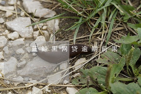 蓝鲸黑网贷逾期后果 蓝鲸黑网贷逾期后果