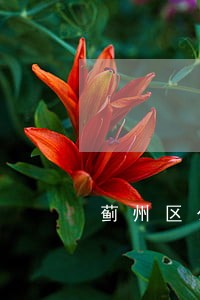蓟州区公司法律顾问