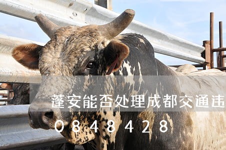 蓬安能否处理成都交通违法/2023020848428 蓬安能否处理成都交通违法/2023020848428