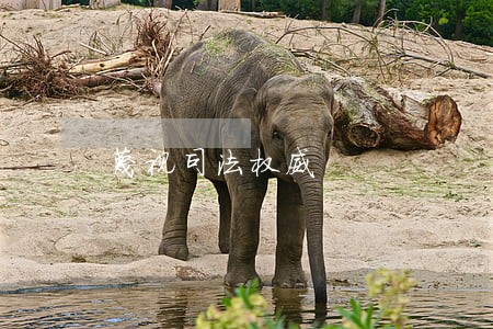 蔑视司法权威