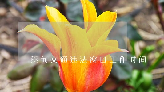 蔡甸交通违法窗口工作时间 蔡甸交通违法窗口工作时间