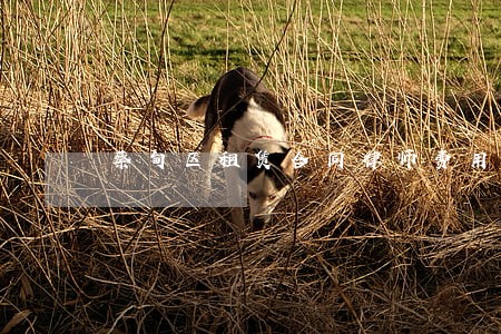 蔡甸区租赁合同律师费用 蔡甸区租赁合同律师费用