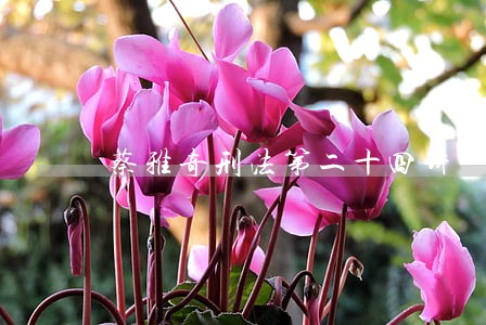 蔡雅奇刑法第二十四讲