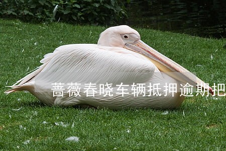 蔷薇春晓车辆抵押逾期把车开走了 蔷薇春晓车辆抵押逾期把车开走了