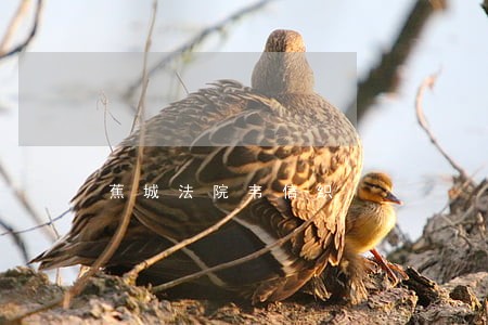 蕉城法院韦信织 蕉城法院韦信织