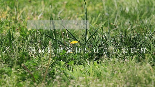 薄荷好借逾期5000会咋样 薄荷好借逾期5000会咋样