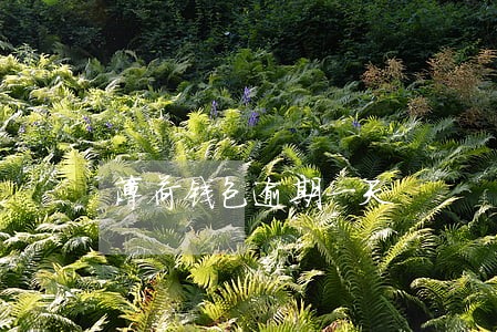 薄荷钱包逾期一天