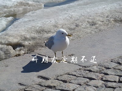 薪朋友逾期不还 薪朋友逾期不还