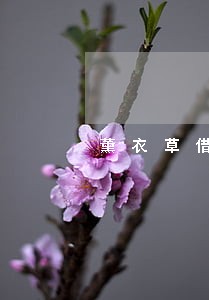 薰衣草借款逾期一年 薰衣草借款逾期一年