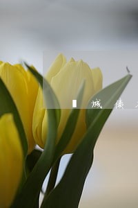 藁城债务诉讼律师收费