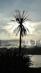 藕丁钱包逾期2天 藕丁钱包逾期2天