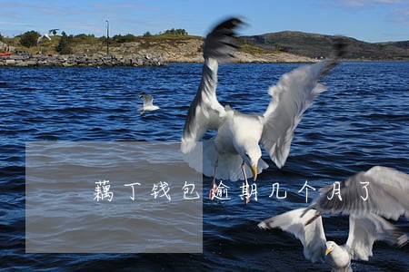 藕丁钱包逾期几个月了
