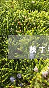 藕丁钱包逾期有影响吗