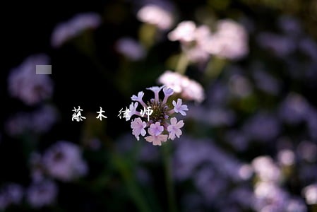 藤木律师